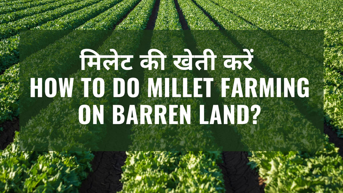 मिलेट की खेती करें how to do millet  farming on Barren land.?