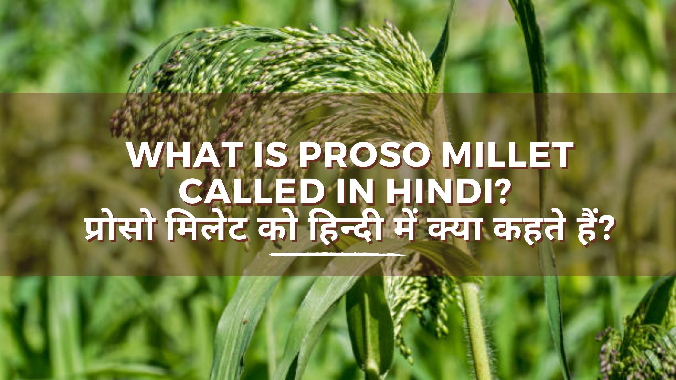 Proso what is proso millet called in hindi? प्रोसो मिलेट को हिन्दी में क्या ...