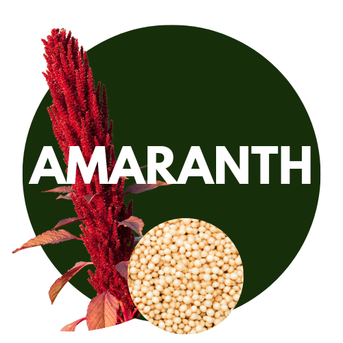 Amaranthus - Rajgira