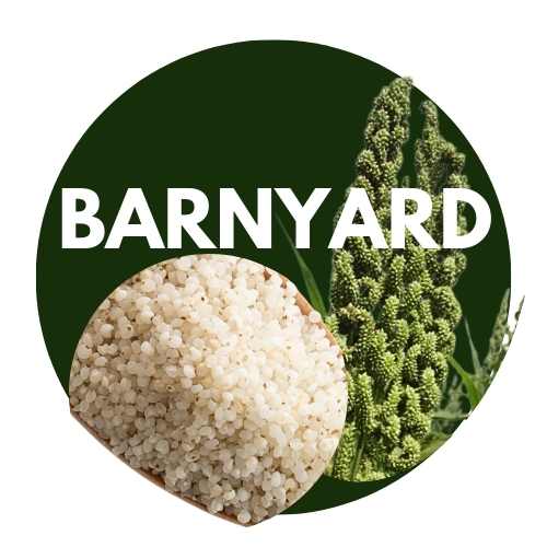 Barnyard millet