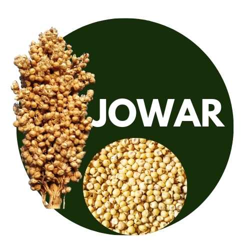 Jowar Millet - Sorghum