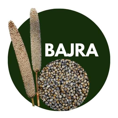 Bajra Pearl Millet